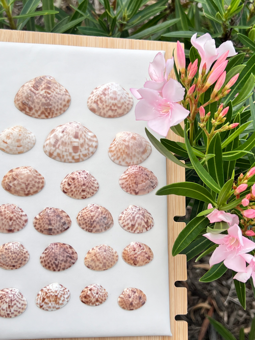 Coconut Beaded Necklace